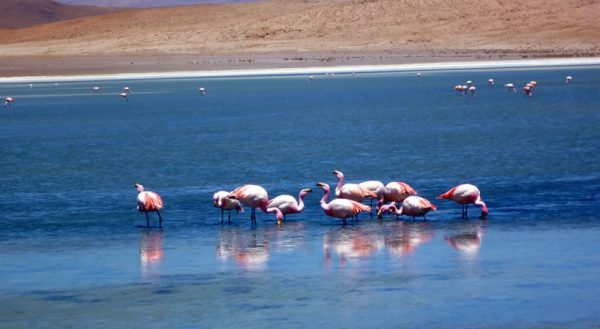 AREQUIPA – COLCA CANYON – SILLUSTANI CHULLPAS – LAKE TITICACA – AREQUIPA (5D/4N)