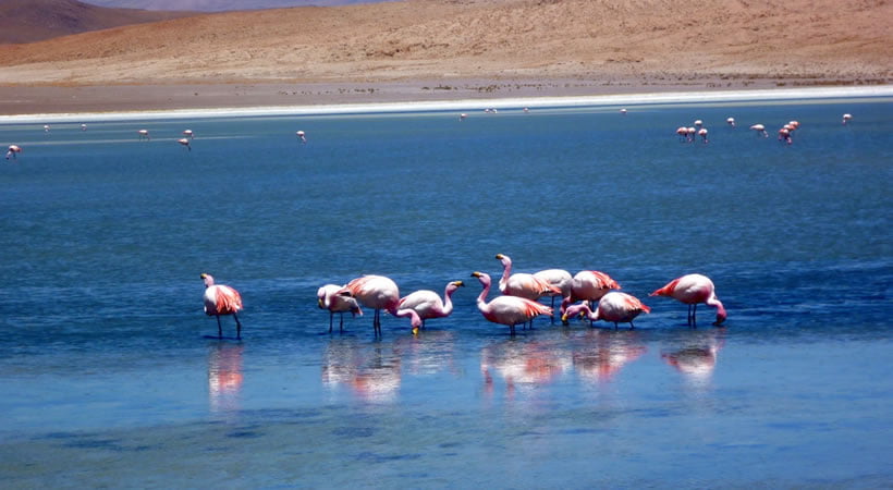 AREQUIPA – COLCA CANYON – SILLUSTANI CHULLPAS – LAKE TITICACA – AREQUIPA (5D/4N)