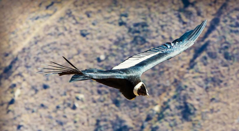 COLCA CANYON – TITICACA LAKE – MACHUPICCHU 6D/5N IN PRIVATE AND SHARED SERVICE